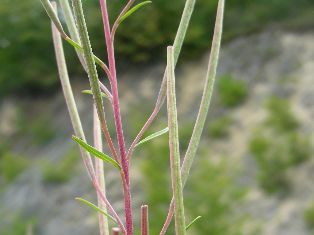 Chamaenerion dodonaei (ex Epilobium dodonaei)/ Garofanino di Dodonaeus